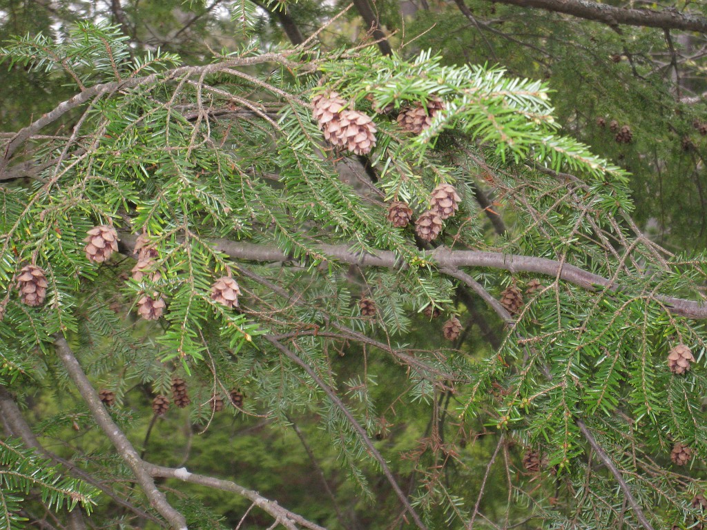 Mackinaw Island Area May 2008 1129.jpg - May 24 2008 a trip to Mackinac City for a 5 M race and a visit to Mackinac Island. A day to the UP, Paradise, Whitefish Point and Tahquamen Falls. This was followed by trips to Petoskey and Charlevoix.